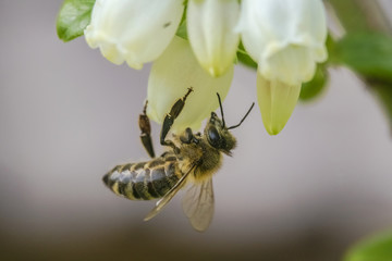bee