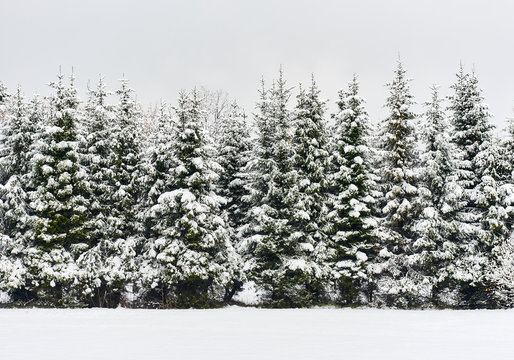 Pine trees in a row. Snowy forest. Latvia. Northern Europe