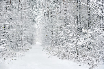 Snowy forest. Latvia. Northern Europe