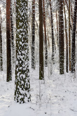 Fototapeta premium Snowy forest. Latvia. Northern Europe