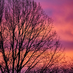 Tree in the morning light