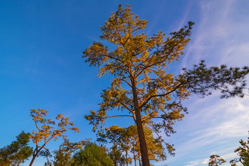 Pine green forest background in a sunny day.