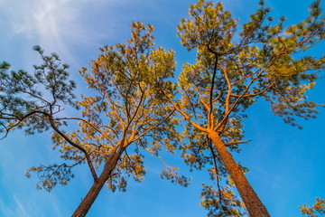 Pine green forest background in a sunny day.