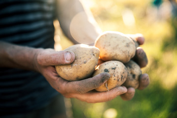 Potatoes grown in his garden. Farmer holding vegetables in their hands. Food