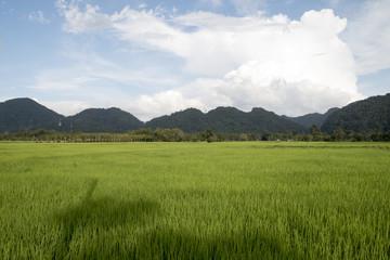 Fototapeta premium rice field in thailand