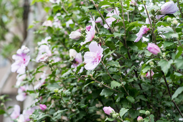 Hibiscus mutabilis, cotton rose