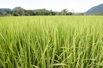 rice field in thailand