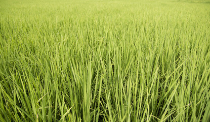 green grass background