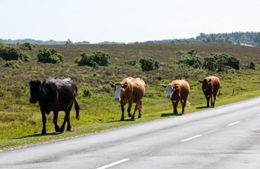 Fototapeta premium Cattle causing traffic danger within the New Forest National Park Hampshire