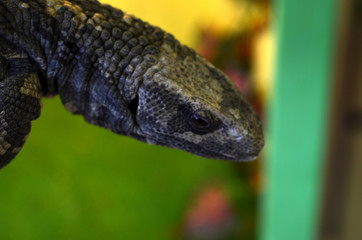 lizard closeup