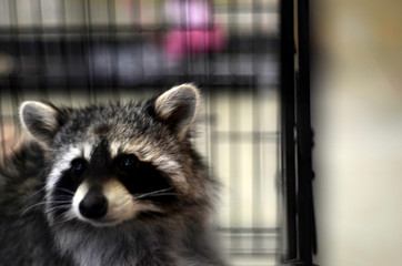 Raccoon out of  will