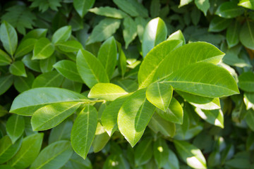 young green growing Bay leaf