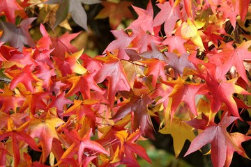 feuillage du liquidambar en automne, copalme d'Amérique