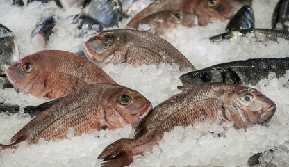 Porgy fishes on ice for sale.