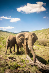 Fototapeta premium Elephants