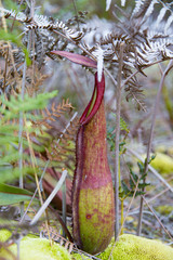 nepenthes plant, the nepenthes tropical plant, nepenthes dangerous plants for insect.