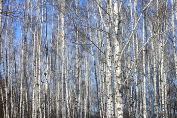 Beautiful landscape with white birches against blue sky. Birch trees in bright sunshine. Birch grove in autumn. The trunks of birch trees with white bark.