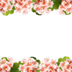 Beautiful floral background of orange Pelargonium 