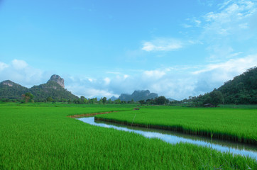 Rice fields