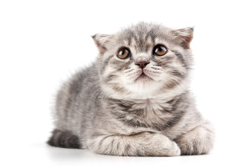 British kitten isolated on white
