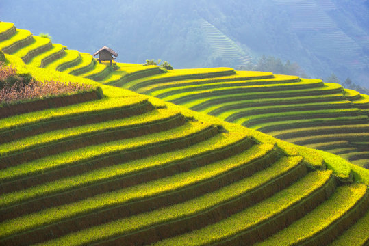 Rice Field on terrace of Vietnam. Rice fields prepare the harvest at northwest Vietnam.Vietnam landscapes.