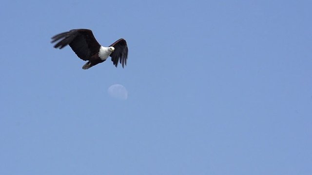 African Fish-Eagle, haliaeetus vocifer, Adult in flight, Chobe River, Okavango Delta in Botswana, Slow motion