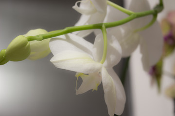 Орхидея, цветущая в комнате