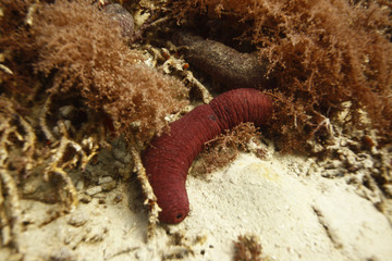underwater world - red sea cucmber