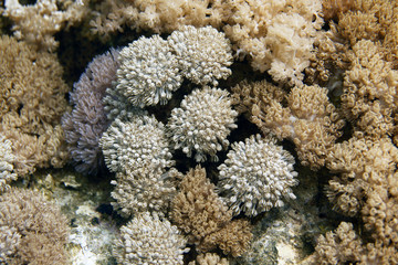 underwater world - soft coral on the reef