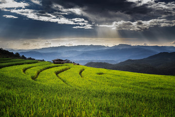 rice terraces, Chiang Mai, Thailand.