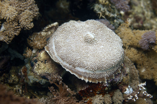 underwater world - one polyp coral on the reef