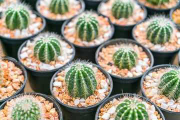 Beautiful small cactus field .