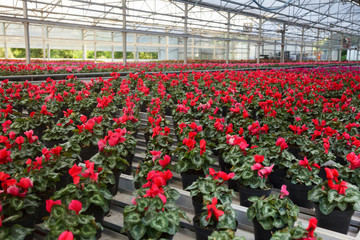 Greenhouse with rows of blooming red plants growing in a pots