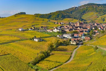 Poster Niedermorschwih, Alsatian vineyards, Alsace, France, Europe, Autumn, Mountain, © FreeProd
