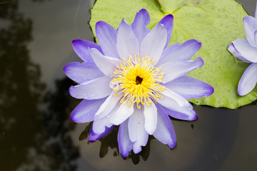 lotus flower is on a river