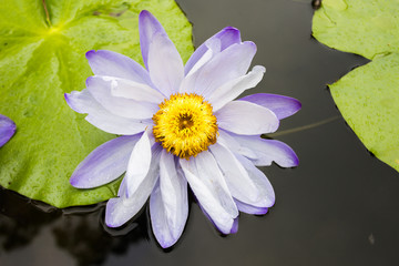 lotus flower is on a river