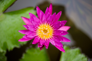lotus flower is on a river