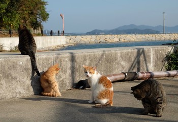 島の猫たち　香川県　男木島　