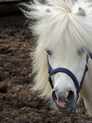 White pony with a fluffy mane