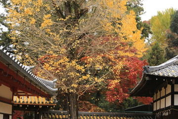 奈良公園の秋