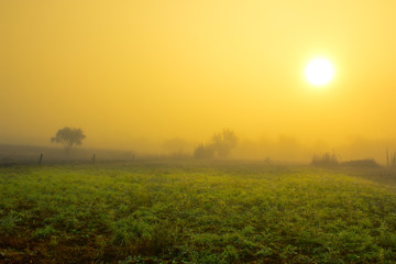Obraz premium foggy morning. Sunrise in the fog on a meadow