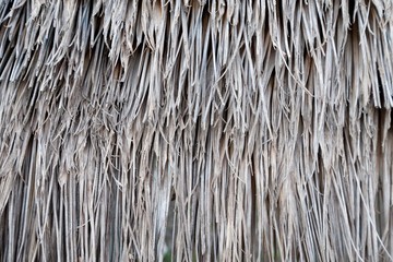 texture of Thatched from Imperata cylindrica Thailand
