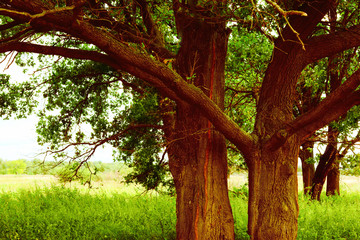 oak   in sunlight in the morning