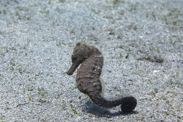 underwater wonders - sea horse on the sea bottom
