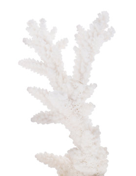 white isolated coral small branch