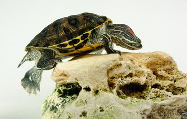 red ear turtle in aquarium