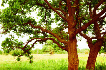 oak   in sunlight in the morning