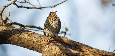 Mistle thrush bird perched on a tree branch during winter morning sunrise