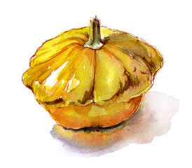 Organic vegetable squash yellow watercolor sketch