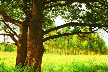 oak   in sunlight in the morning